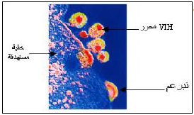 الملخص سبب فقدان المناعة المكتسبة